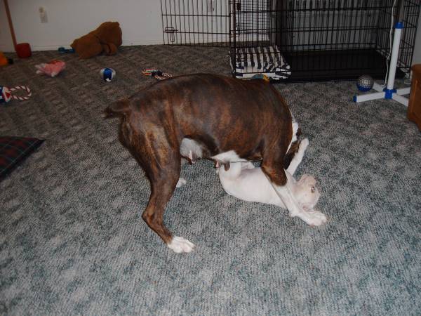 That wasn't my bone?
