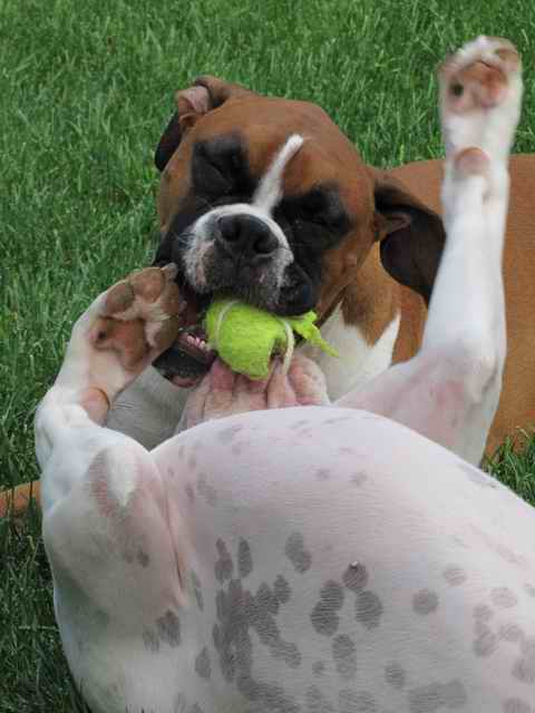 that_s_my_ball