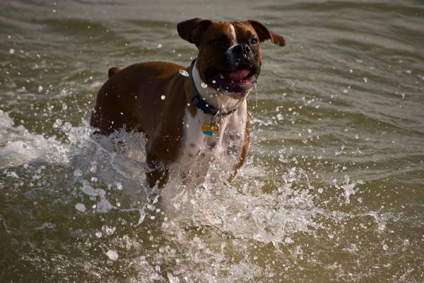that's a happy pup!