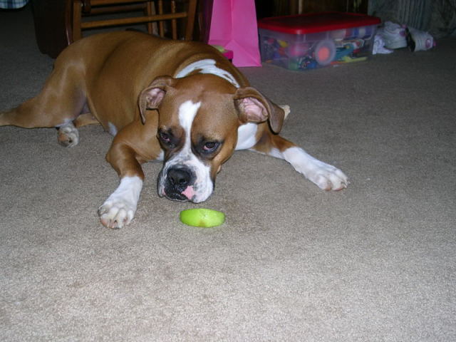 That's MY apple!