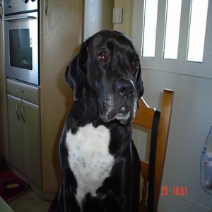 That's my baby Lucy ....7 years old