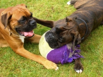Thats My Ball