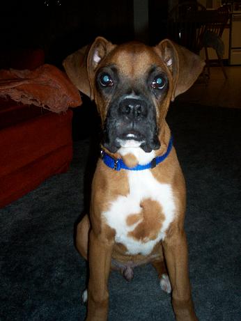 That's one handsome pup!