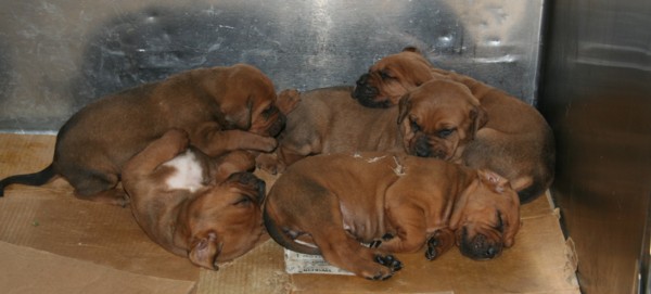 the 5 baby girls....little boy's always up and about