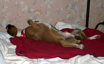 the best sleeping position