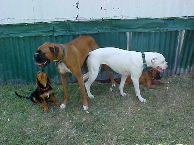 The Boxer Crew