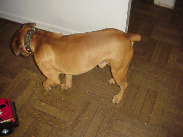 The Boxer of the house!!