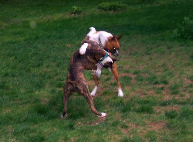 The Boxer Ring