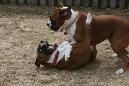 The Boys at Play