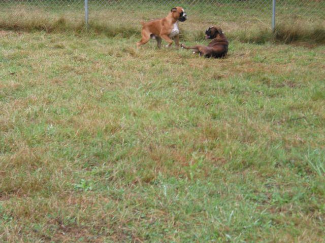 The boys playing