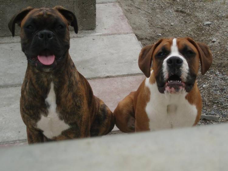 the boys