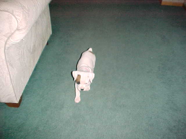 The Brody Man