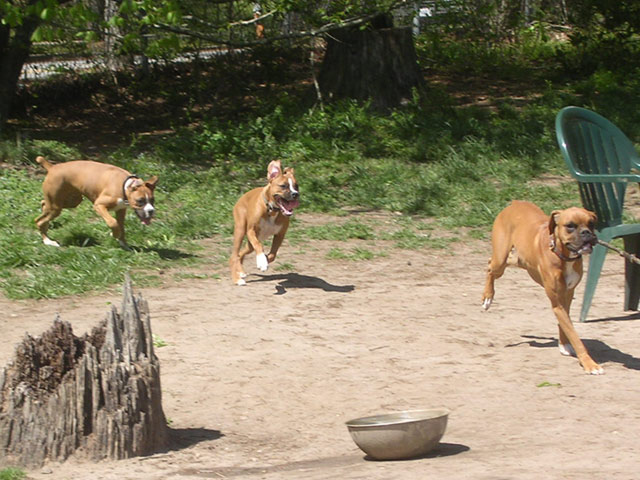 The Chase