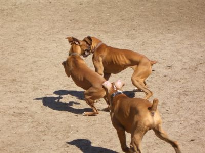 The Chase