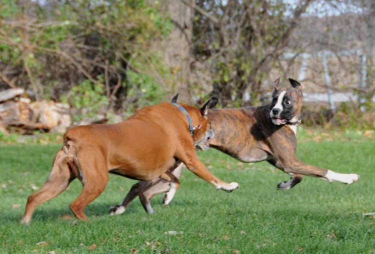 The Chase