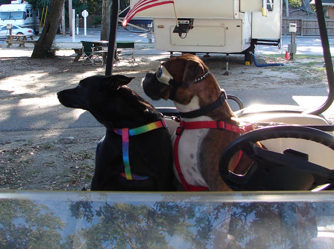 The Cruising Pups