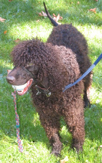 The Curly Haired Boxer