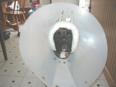 The day after surgery.