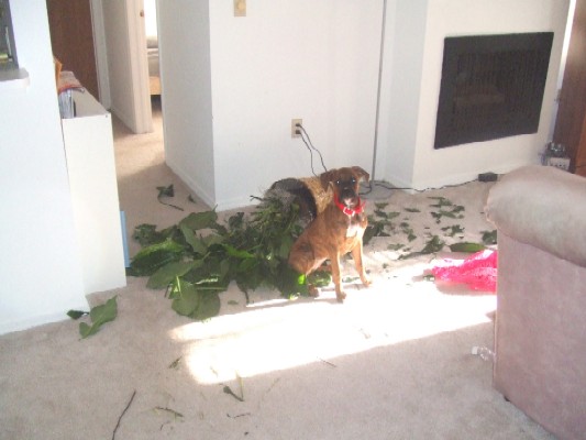 The Day the Plant Died