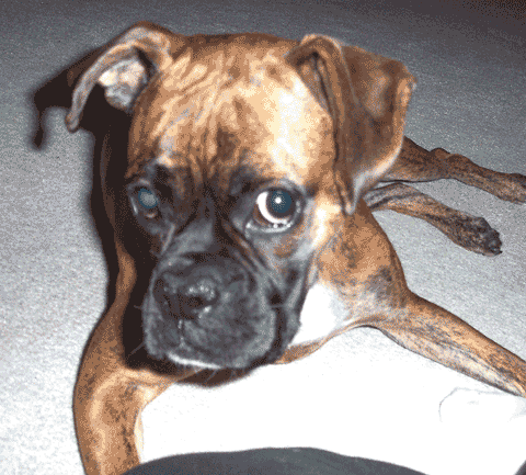 THE DOG  (boxer)