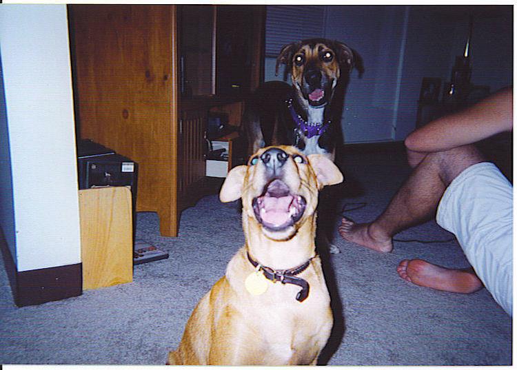 The dog that talks back!