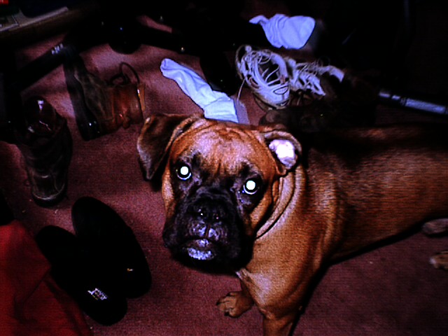 The dog