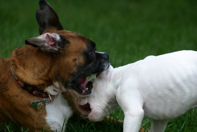 The Dogs Playing