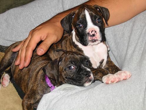 The Dynamic Duo