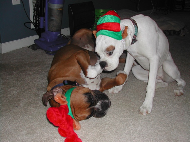 the elf got the reindeer!