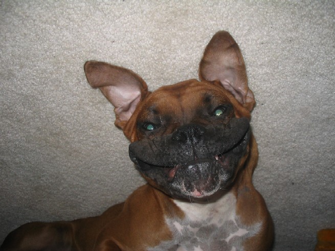 The evil grin