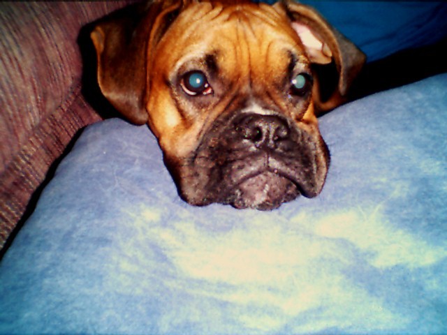 The Face