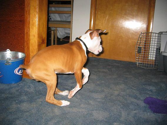 the famous boxer gallop!