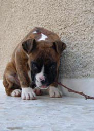 The first stick