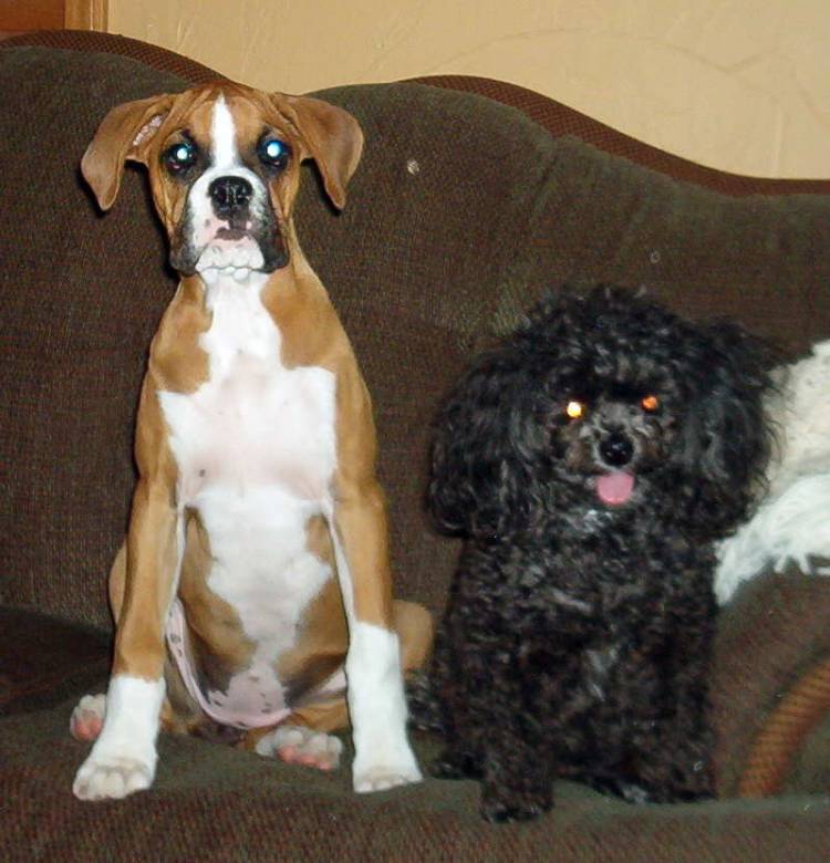 The Girls