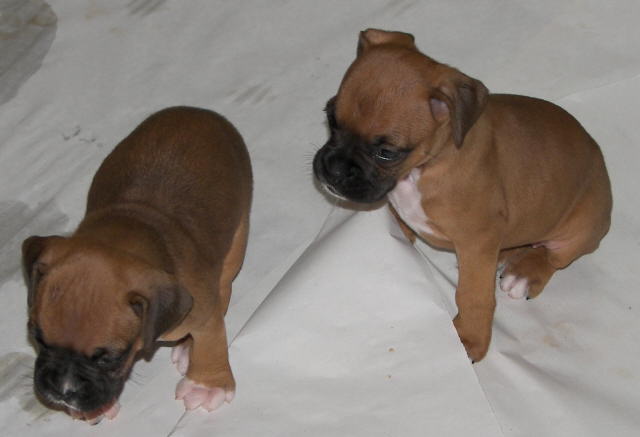 The Girls
