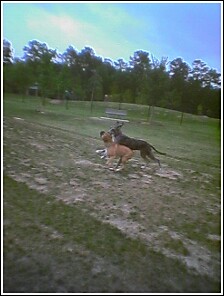 The Great Dane