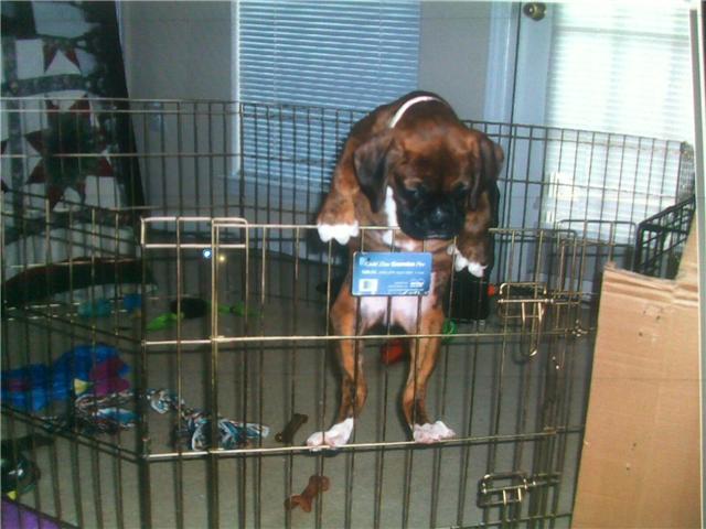 The Great Escape