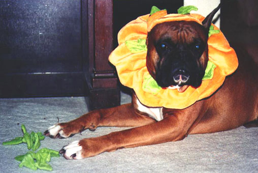 The "Great Pumpkin"