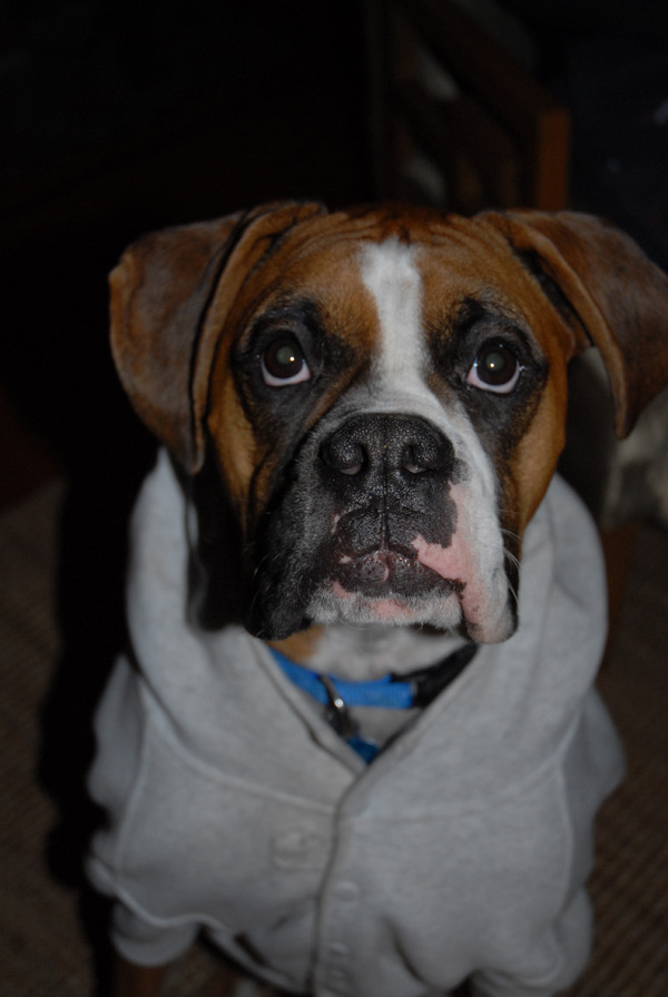 The Hoodie Sweatshirt
