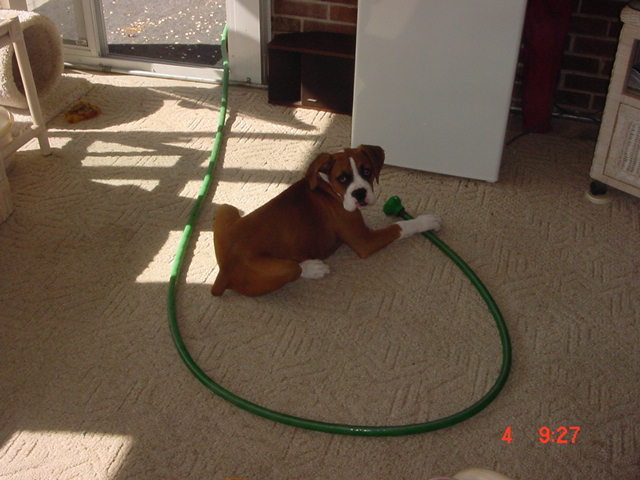 The hose does not belong in the house !!