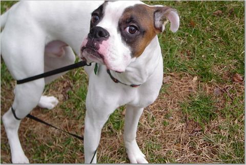 The incident with the leash...