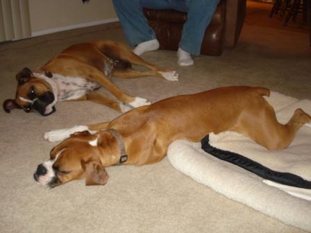 The Incredible Sleeping Duo...