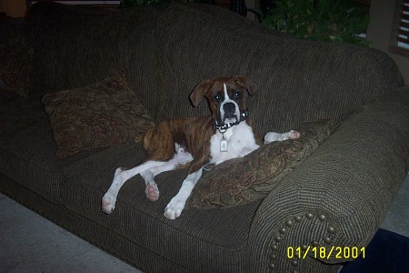 The king on his throne