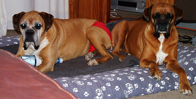 The last photo we took of Sugar and Ray together