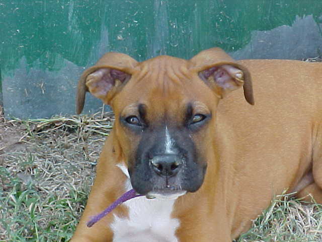 The little Alpha Girl