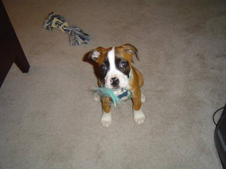 the little one has eaten the toy again