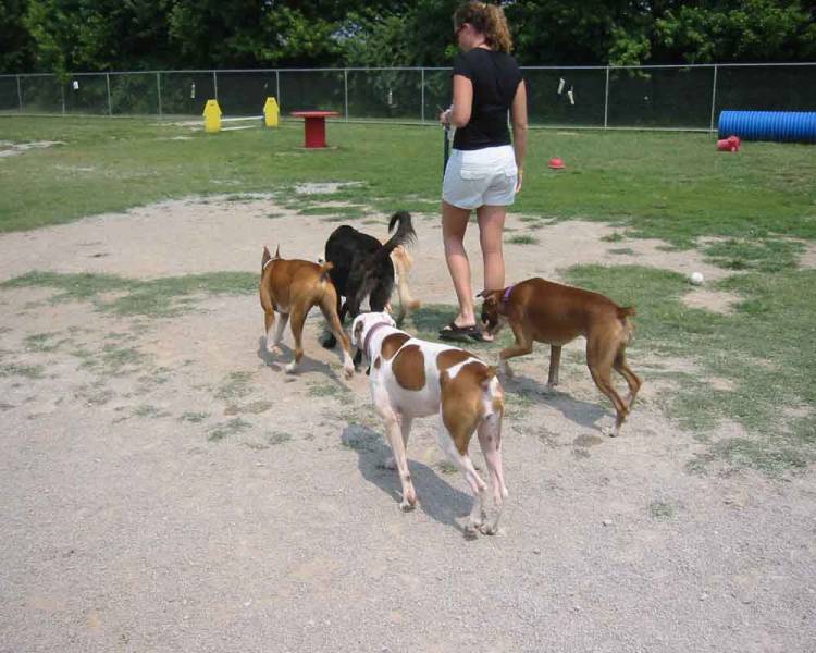 The little wiggle butts greet the new kid.