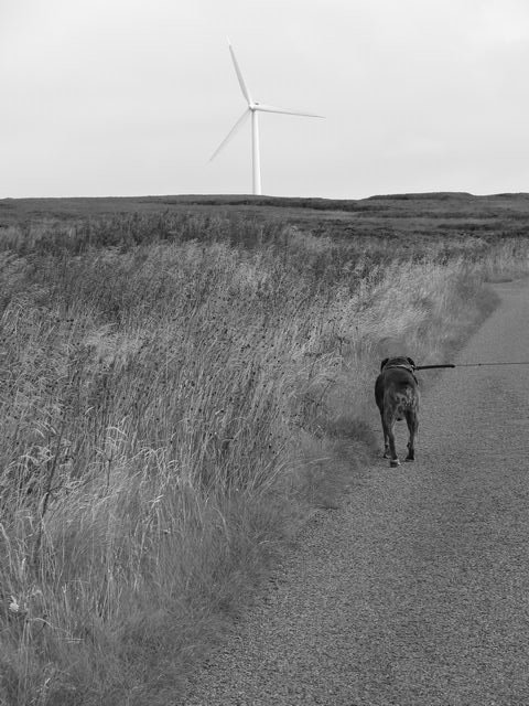 The Long Walk Home