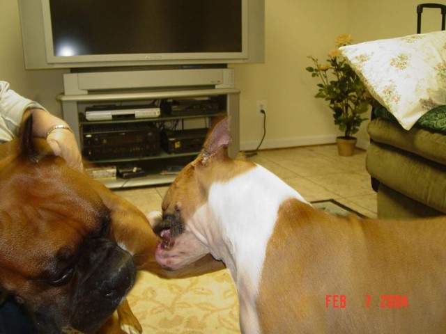 The love bite