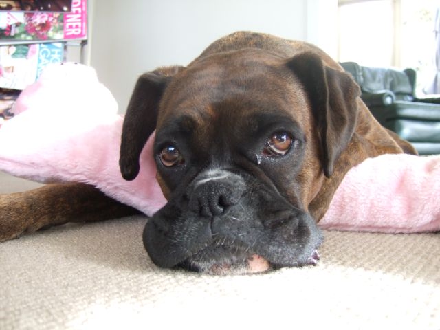The master of the puppy dog eyes